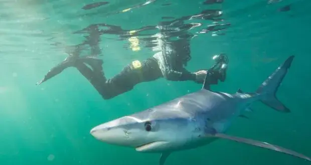 Blue Shark - Are There Sharks in Ireland?