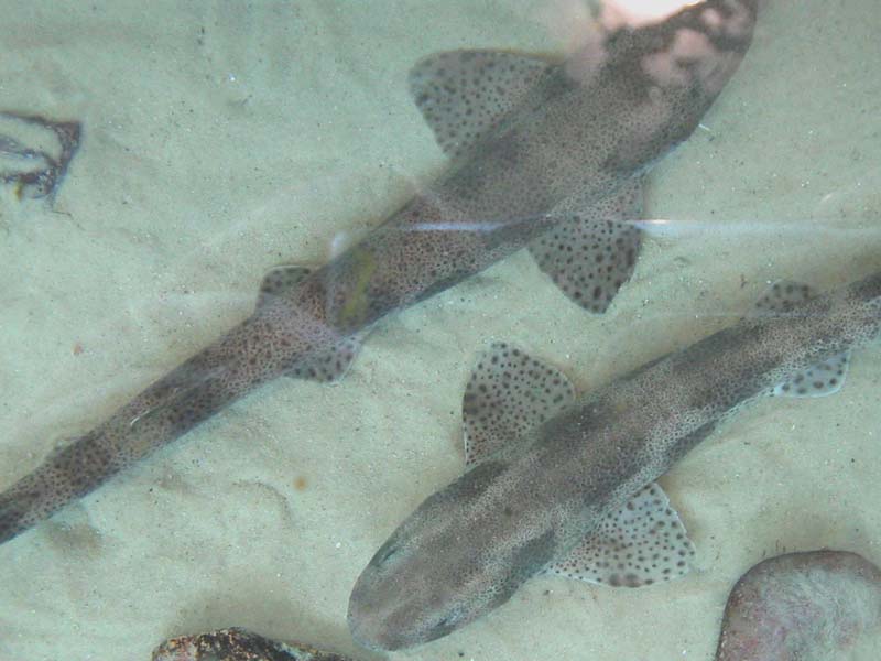 Small-Spotted Catshark - Are There Sharks in Ireland?