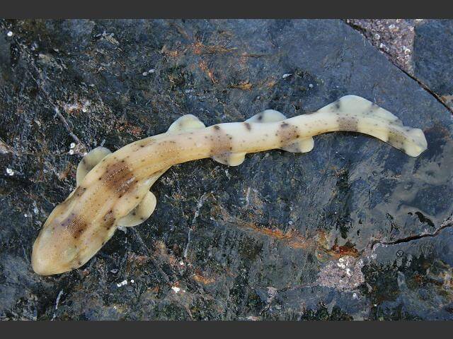 Nursehound - Are There Sharks in Ireland?