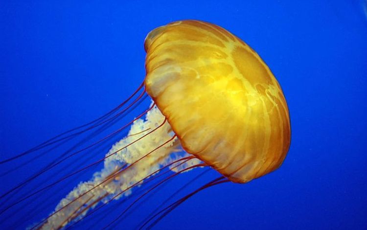 7 Facts About The Australian Box Jellyfish - Can Jellyfish K.I.L.L You?