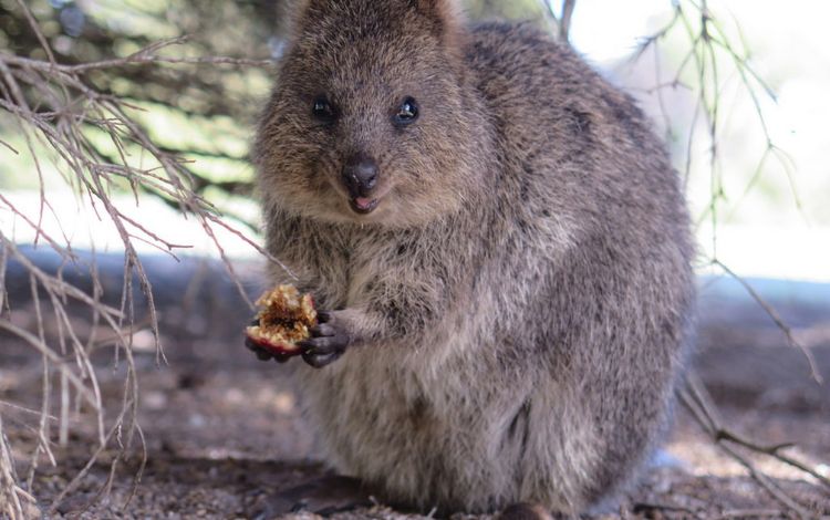 How cute! The 10 Australian Cutest Animal