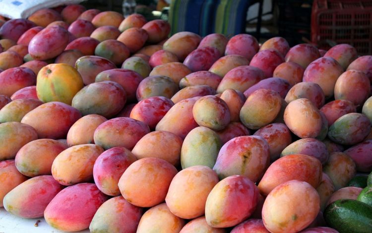 Mango Season in Hawaii