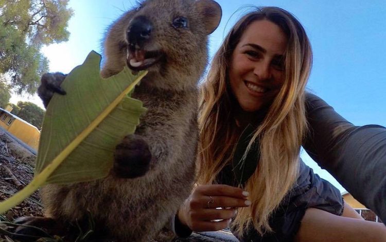 Australia Quokka: 11 Facts About Smiling Animal From Australia