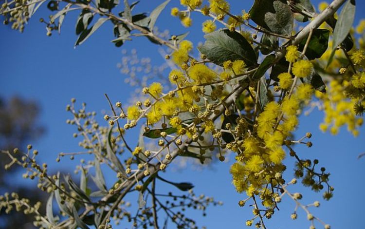 Australian Wattle - 11 Fun Facts About National Flower of Australia