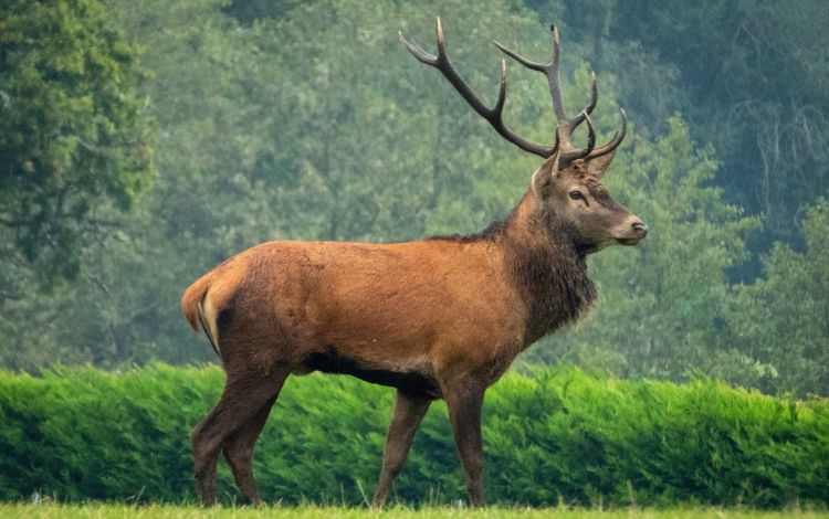 Native Scottish Animals You Need To Know About