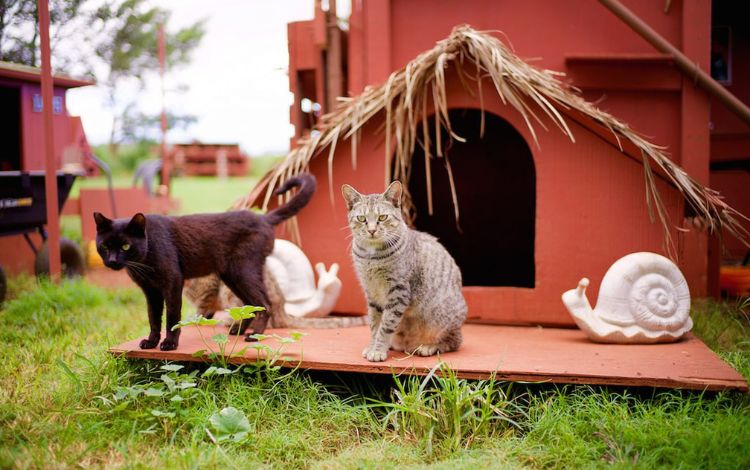 Inside the Lanai Cat Sanctuary - Feral Cat Rescue Hawaii