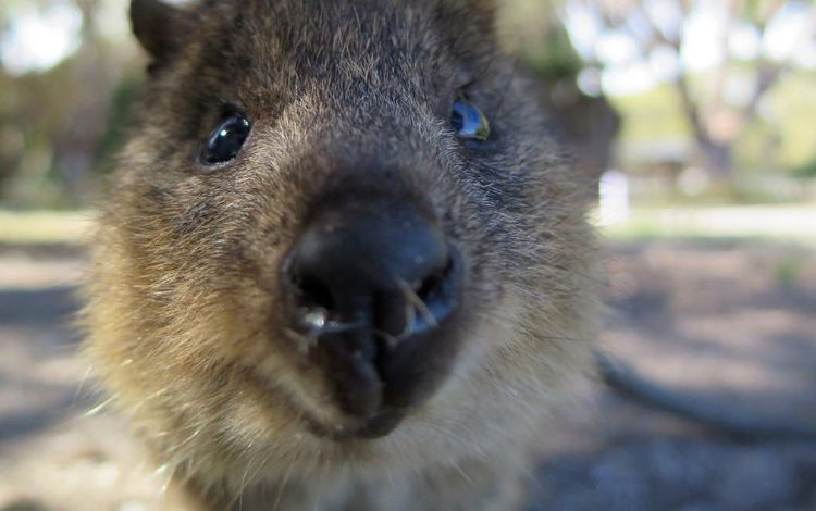 Australia Quokka: 11 Facts About Smiling Animal From Australia