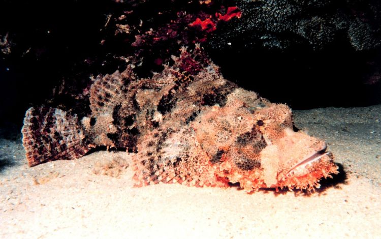 7 Facts About Stonefish Australia - The Most Venomous Fish in The World