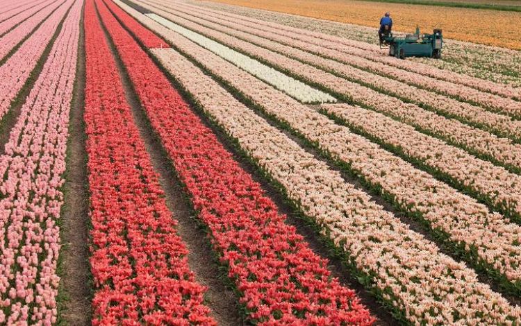Tulip Fields Netherlands: Where Is Best Places to See Tulips in the Netherlands?