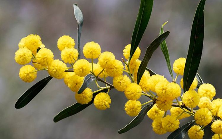 Australian Wattle - 11 Fun Facts About National Flower of Australia