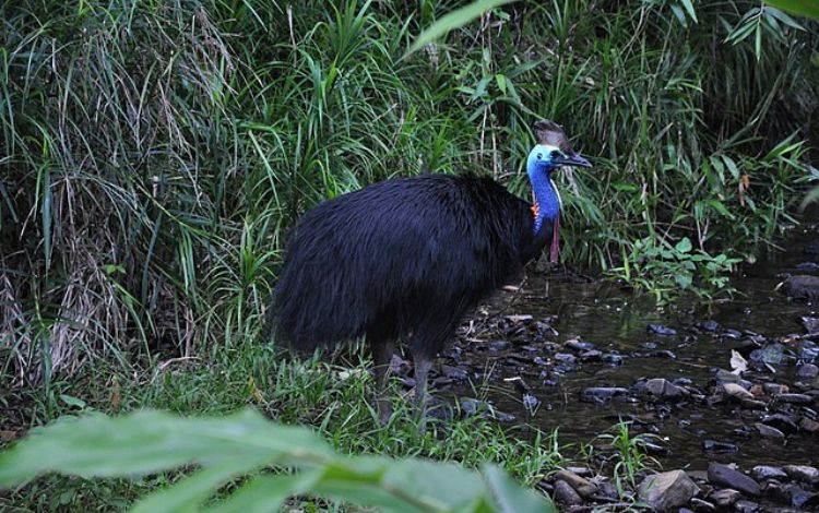 Most Dangerous Bird in The World: 7 Facts About The Australian Cassowary