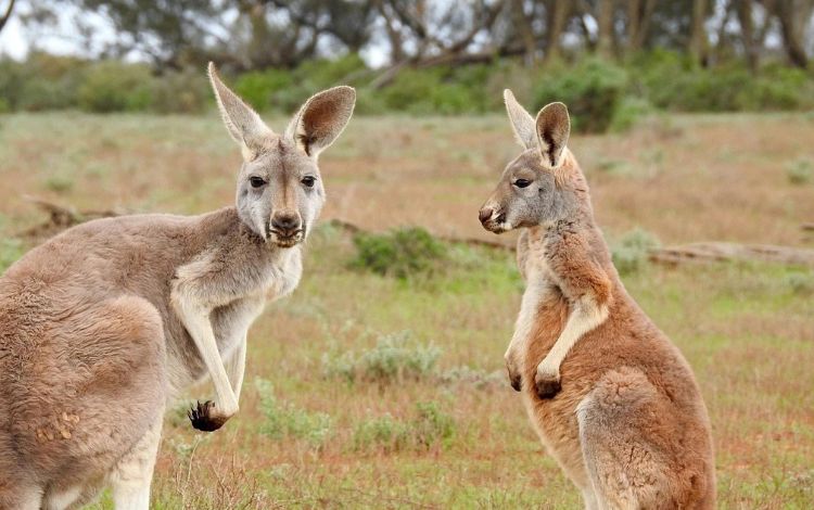 12 Australian Stereotypes All Aussie Don’t Want To Hear (That Aren’t True)
