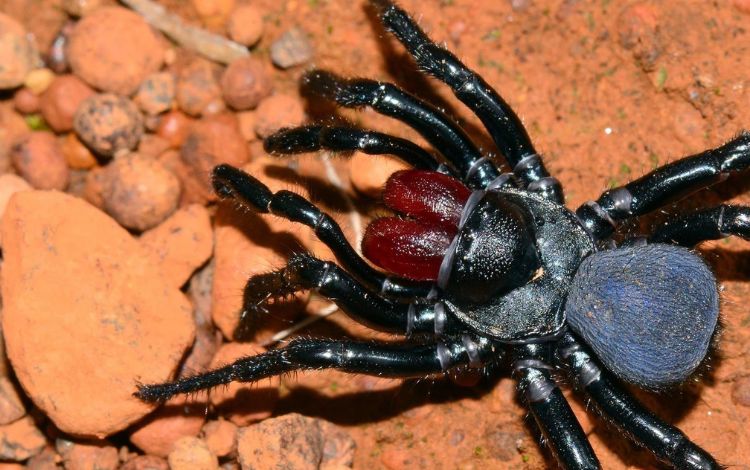 The 10 Most Poison Spiders In Australia