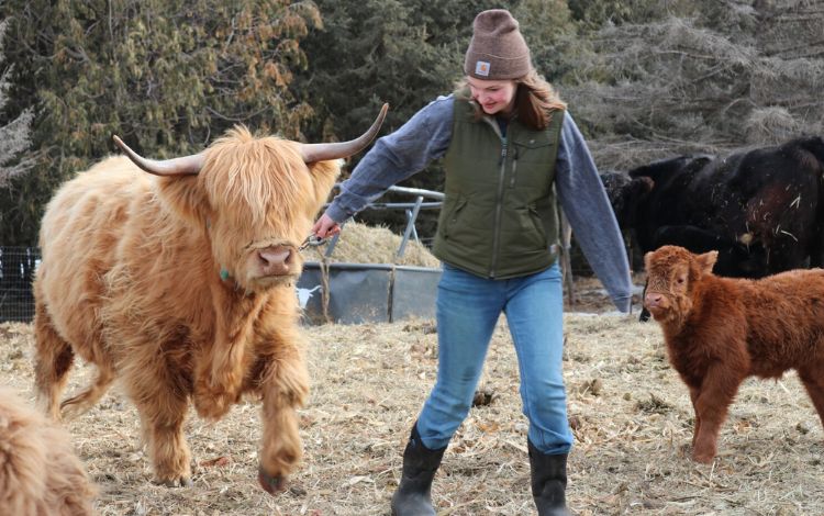 6 Things You Need to Know About the Scottish Highland Cow