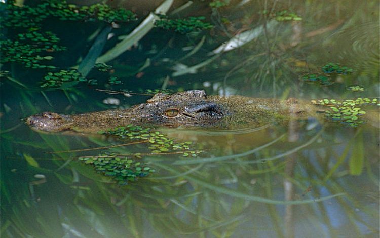 Australian Saltwater Crocodile - 7 Facts About The Largest Saltwater Crocodile