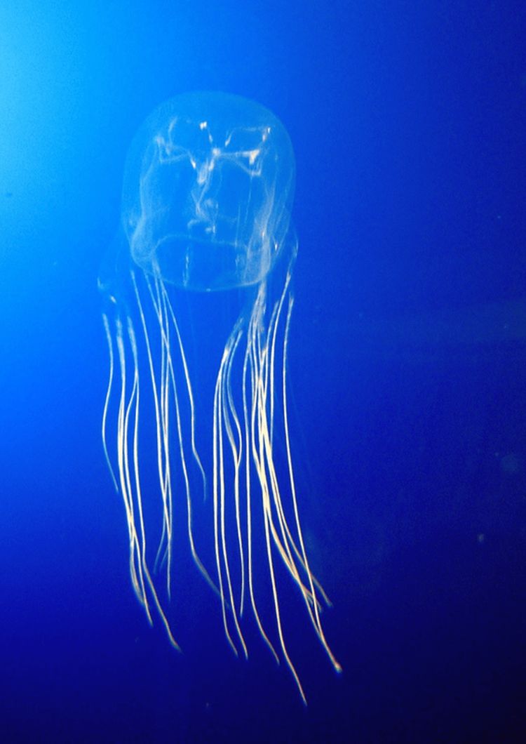 7 Facts About The Australian Box Jellyfish - Can Jellyfish K.I.L.L You?