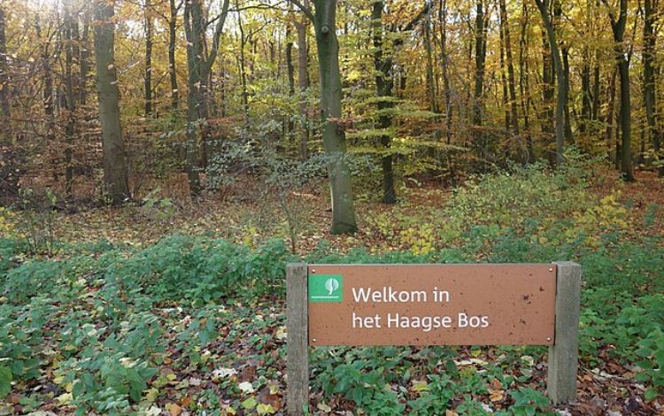 What Is There To See In The Hague? 20 Must-Visit Attractions in the Hague, Netherlands