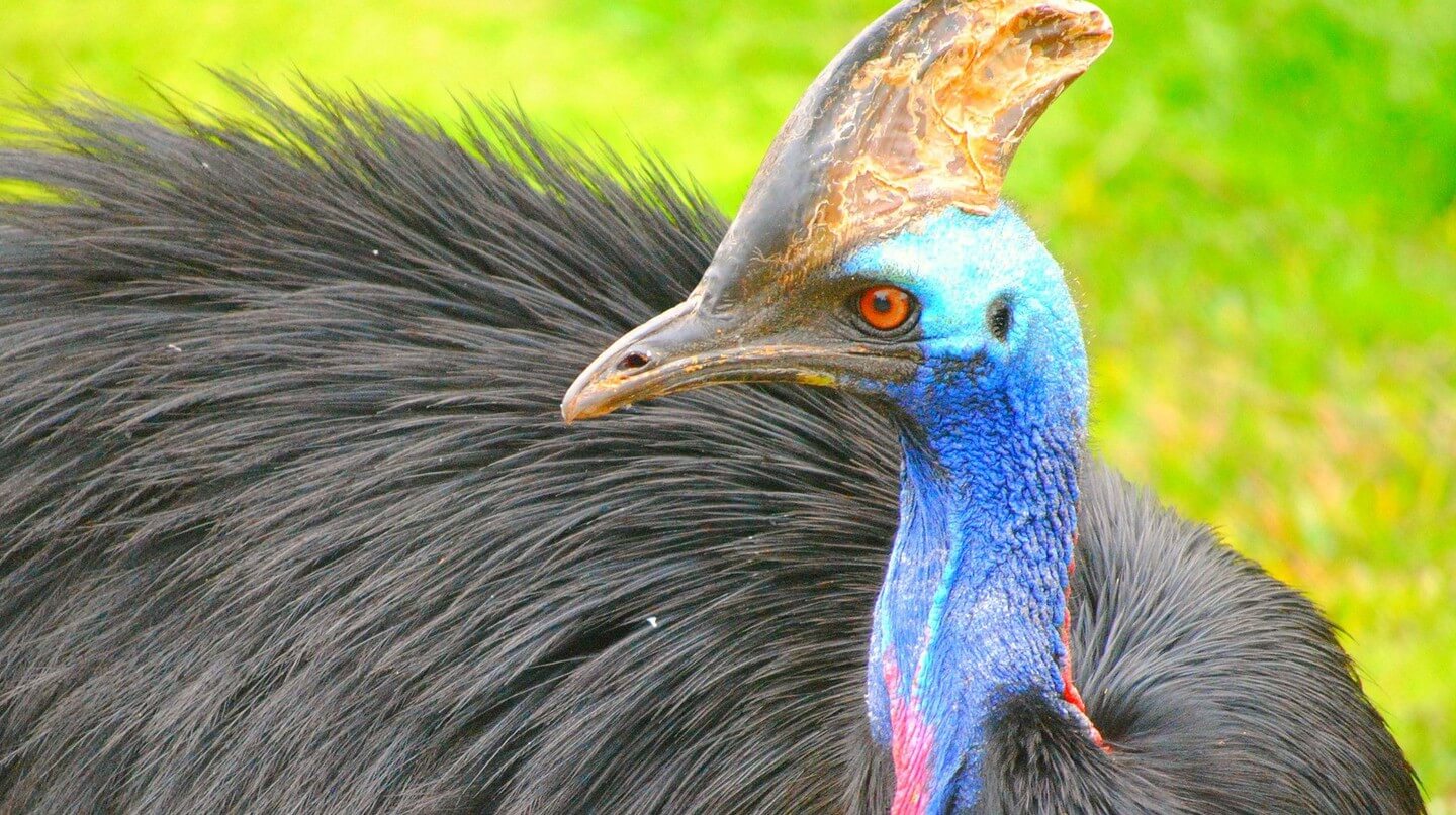 Most Dangerous Bird in The World: 7 Facts About The Australian Cassowary