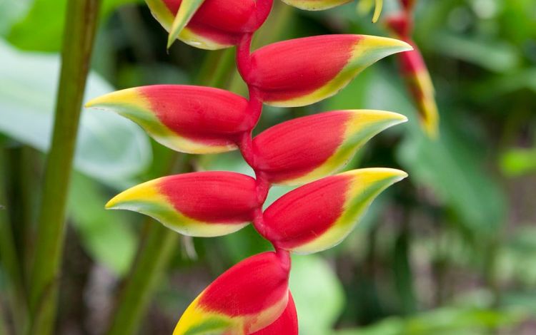 10 Iconic Hawaiian Tropical Flowers That Will Make You Think of Hawaii Travel Pixy