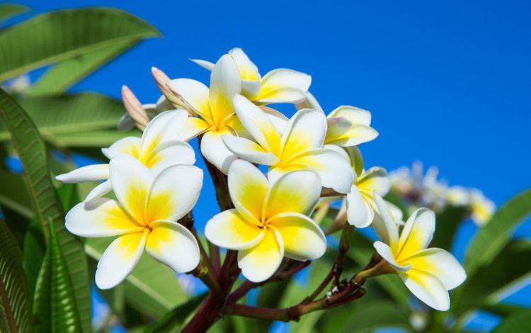 10 Iconic Hawaiian Tropical Flowers That Will Make You Think of Hawaii Travel Pixy