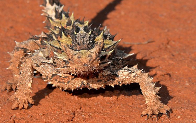 The 11 Weirdest Animals in Australia