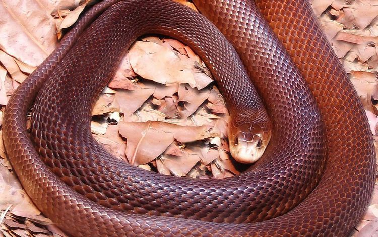 10 Most Venomous Snakes in Australia - Travel Pixy