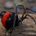 [Australian Spiders] What Travelers Need to Know? (If You Are Bitten)