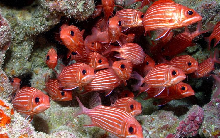10+ Beautiful Hawaiian Fish With Pictures You Will See in Hawaii