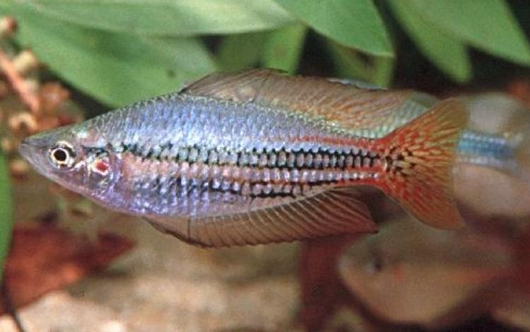 What exactly is an Australian Rainbow Fish?