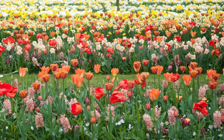 Keukenhof Tulip Garden, Tulip Fields and Dutch History