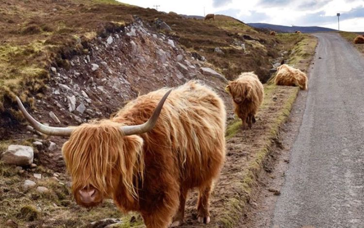 8 Fun Facts about Scottish Highland Cow