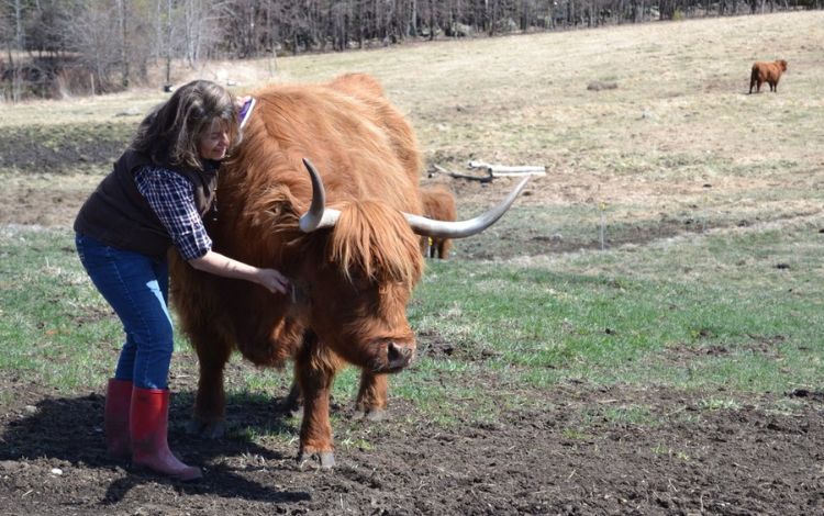 8 Fun Facts about Scottish Highland Cow