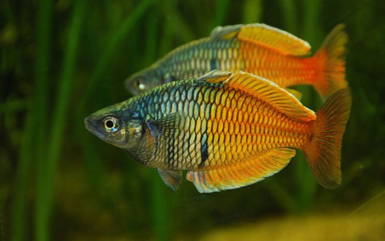 What exactly is an Australian Rainbow Fish?
