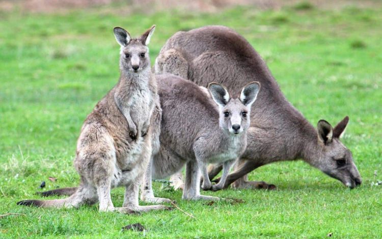 10 Best Places To See Wildlife in Australia