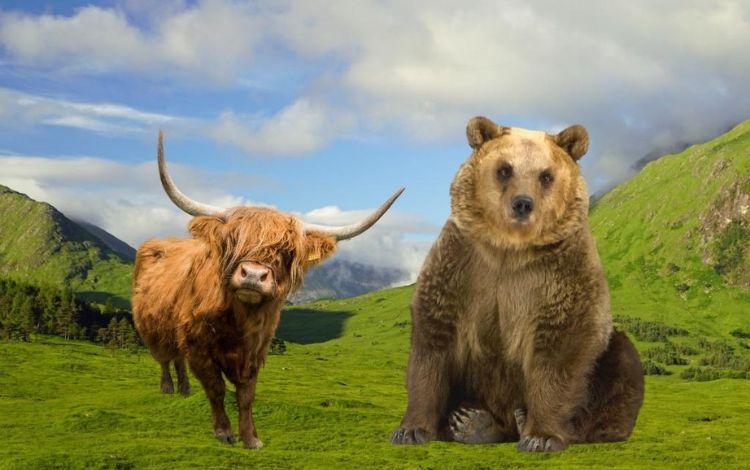 Are There Bears in Scotland? The Story of Wild Bears in Scotland